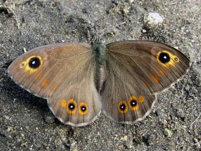 Lasiommata maera
