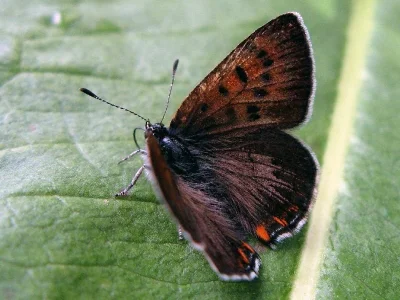 Lycaena (Helleia) helle