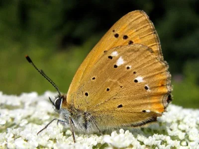 Lycaena (Heodes) virgaureae