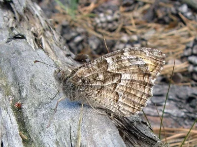 Hipparchia (Parahipparchia) semele