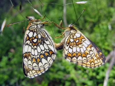 Melitaea (Mellicta) athalia