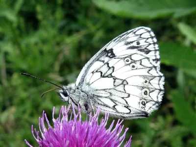 Melanargia (Melanargia) galathea