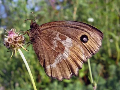 Minois dryas