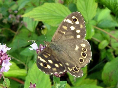 Pararge aegeria
