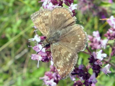 Erynnis tages