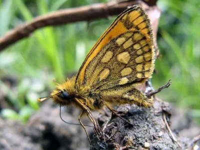 Carterocephalus silvicola