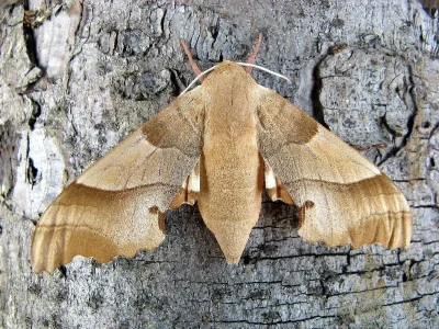 Marumba quercus