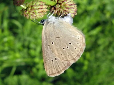 Phengaris teleius