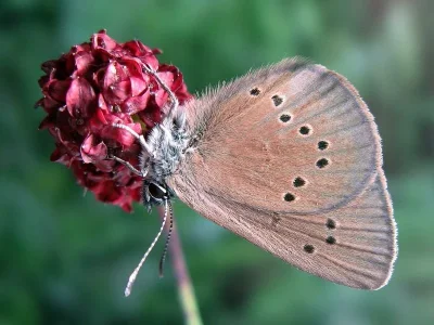 Phengaris nausithous