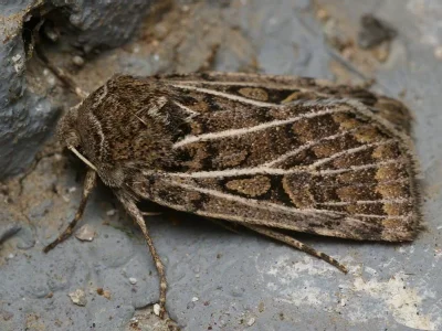 Xestia (Xestia) trifida