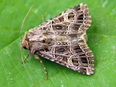 Sideridis (Heliophobus) reticulata