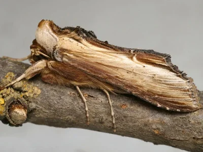 Cucullia verbasci