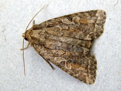 Parastichtis suspecta