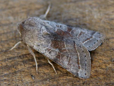 Orthosia (Cororthosia) opima