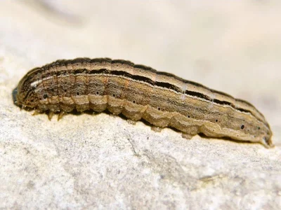 Mythimna (M.) vitellina