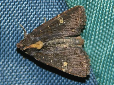 Mesapamea secalella