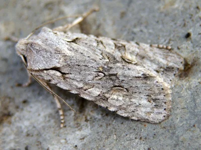 Lithophane (Lithophane) ornitopus