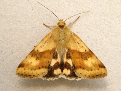 Heliothis (Heliothis) maritima