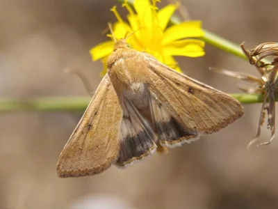 Helicoverpa armigera