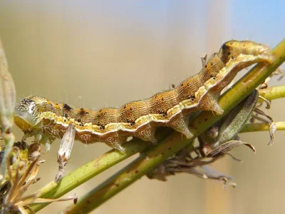 Helicoverpa armigera