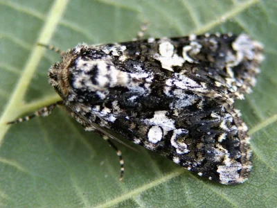 Hadena (Hadena) confusa