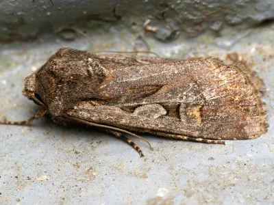 Euxoa (Euxoa) temera