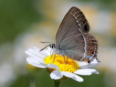 Satyrium (Nordmannia) abdominalis