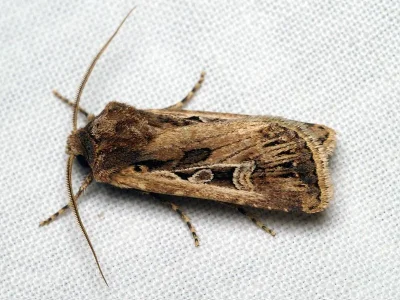 Euxoa (Euxoa) distinguenda