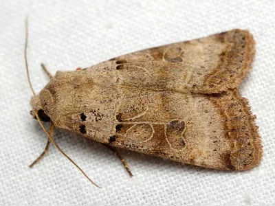 Eugnorisma (Metagnorisma) depuncta