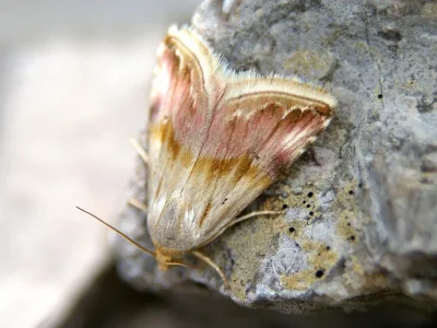 Eublemma (Eublemma) ostrina