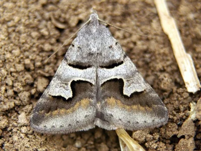 Drasteria caucasica