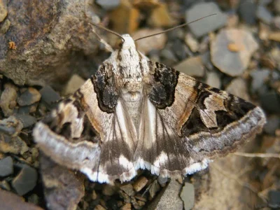 Drasteria cailino