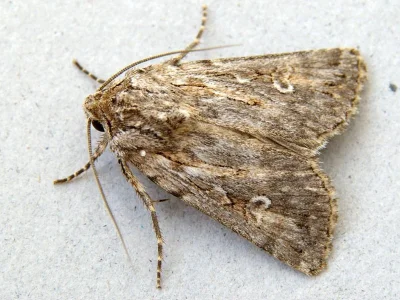Dichagyris (Yigoga) forcipula