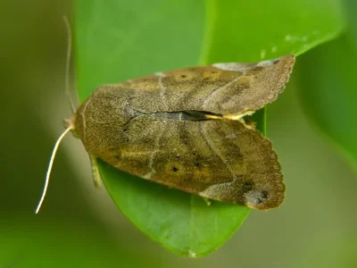 Cosmia (Ulmia) affinis