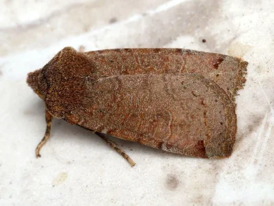 Conistra (Conistra) veronicae