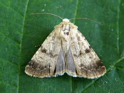Chersotis fimbriola