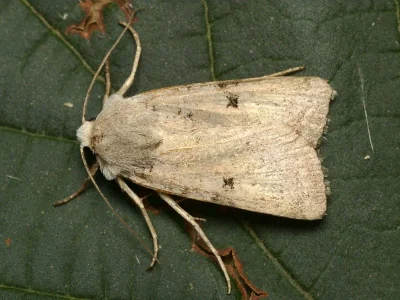 Chersotis margaritacea