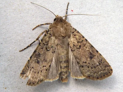 Rhyacia (Rhyacia) arenacea