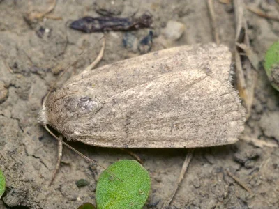 Caradrina (Paradrina) wullschlegeli