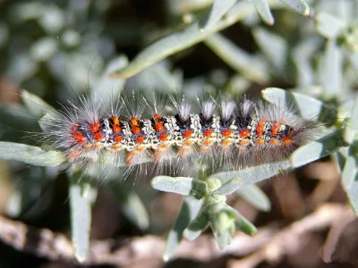 Orgyia (Clethrogyna) dubia