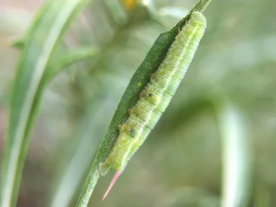Hemaris (H.) croatica