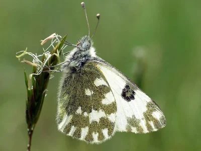 Pontia edusa