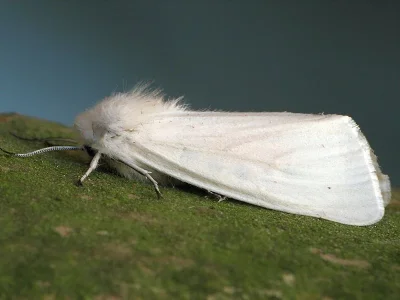 Spilosoma urticae