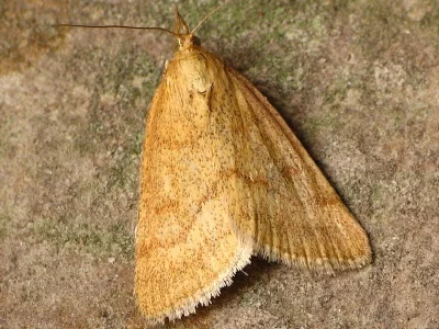 Psammotis pulveralis