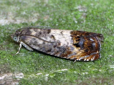 Pammene fasciana