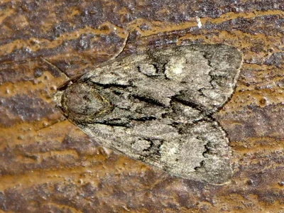 Acronicta (Hyboma) strigosa