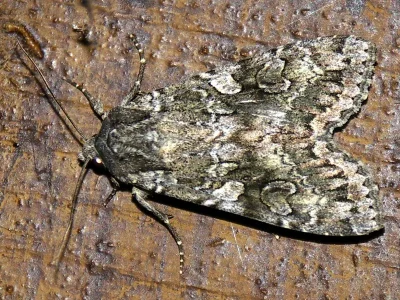Eurois occulta