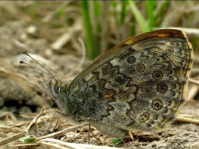 Lasiommata megera