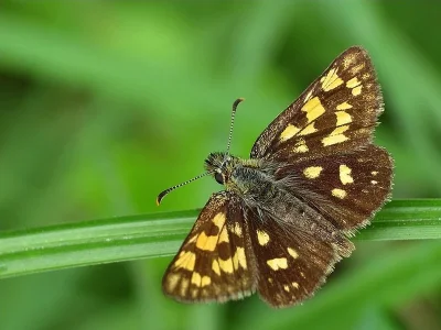 Carterocephalus palaemon