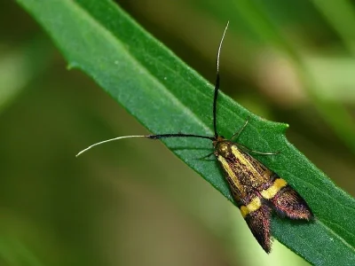 Nemophora degeerella